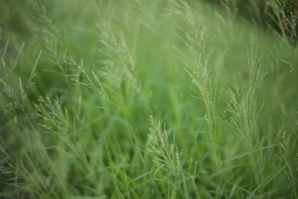 Conseils pour semer du gazon et obtenir un résultat optimal Jardiner