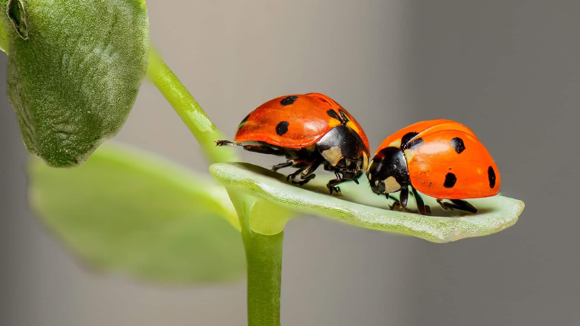 Une Lutte Efficace Et Respectueuse De Lenvironnement Grâce Aux