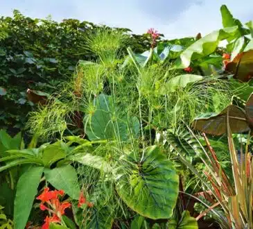Comprendre et appliquer la règle de palmier pour un jardin tropical réussi