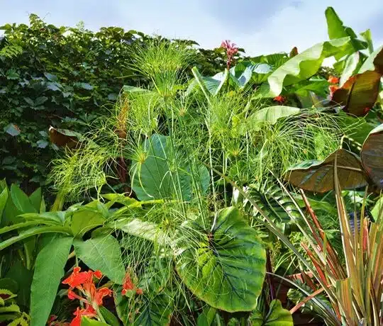 Comprendre et appliquer la règle de palmier pour un jardin tropical réussi
