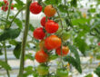 Choisir le bon emplacement pour vos plants de tomates