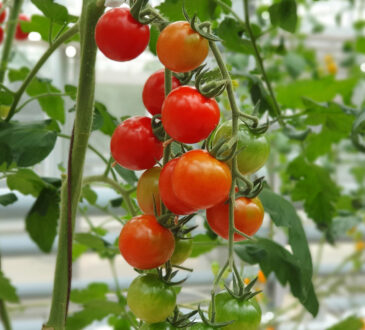 Choisir le bon emplacement pour vos plants de tomates