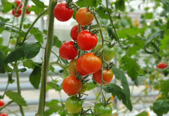 Choisir le bon emplacement pour vos plants de tomates