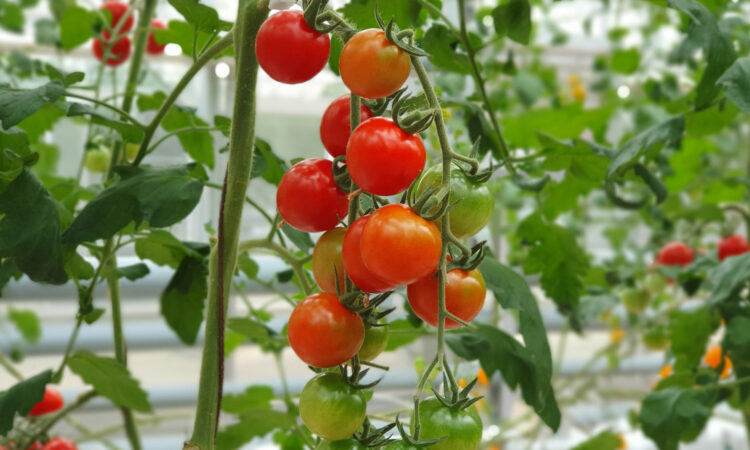 Choisir le bon emplacement pour vos plants de tomates